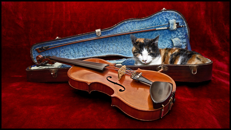 The cat and the fiddle